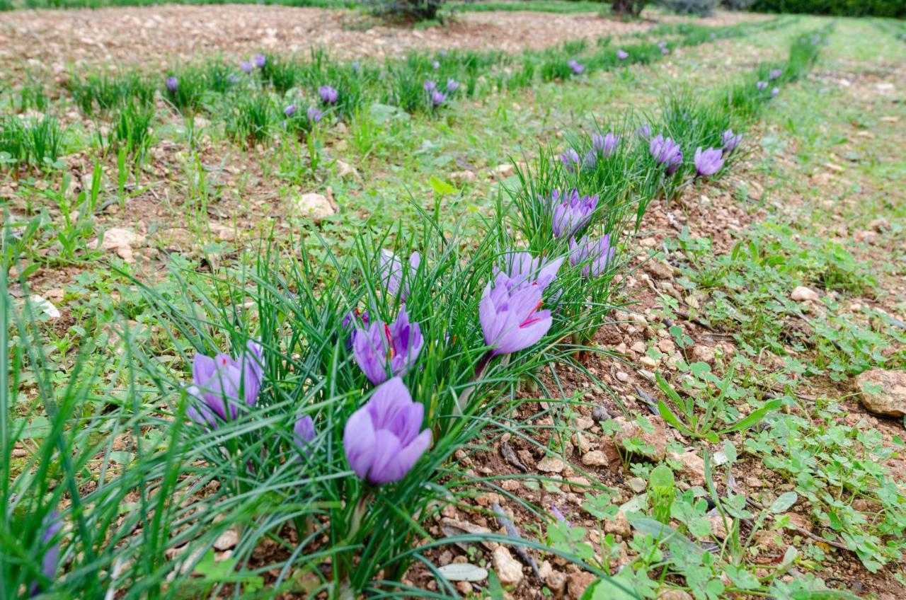 Agriturismo Panacea Santa Cesarea Terme Ngoại thất bức ảnh